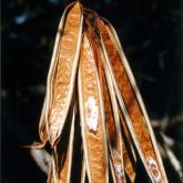 Yellow bells pods