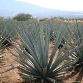 Blue agave