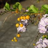 Duranta flowers and fruit