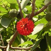 Paper mulberry flowers