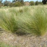 Serrated tussock plant form