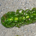 Thumbnail of Lagarosiphon