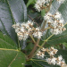 Thumbnail of Miconia