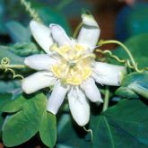 White passion fruit flower