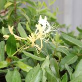 Japanese honeysuckle flower