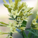 Thumbnail of Green cestrum