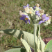 Thumbnail of Wild tobacco