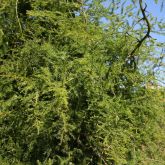 Climbing asparagus fern plant