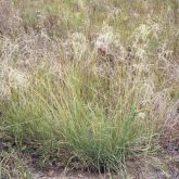 African lovegrass plant showing seed heads