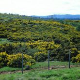 Large Gorse infestation