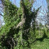 Ivy gourd infestation