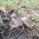 Fox in mud