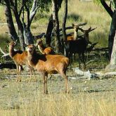 Feral red deer group in bushland