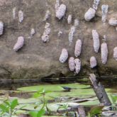 Spiked-top apple snail egg sacs close-up