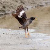 Jungle myna wings outstretched