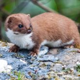 Stoat