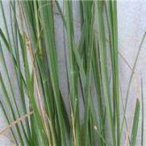 American rat's tail grass leaves