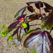 Thumbnail of Bellyache bush