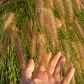 African fountain grass flowers