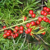 Basket asparagus fern fruit