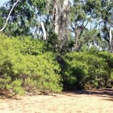 Captain Cook tree infestation