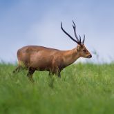 Hog deer