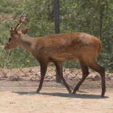 Hog deer