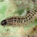 Cream caterpillar with dark head