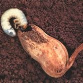 Peanut scarab larva and damage to pod
