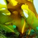Thumbnail of Japanese seaweed 