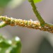 Thumbnail of Asian citrus psyllid