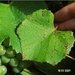 Thumbnail of Grapevine leaf rust