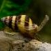 Thumbnail of Assassin snail
