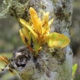 Myrtle rust on Killarney satinash (Syzygium corynanthum)