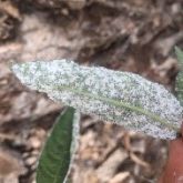 Native fig with capsicum whitefly