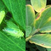 Lucerne leafhopper and leaves showing yellowing and browning known as 'hopper burn'