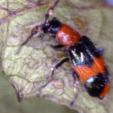 Beetle with red and blue striped abdomen