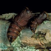 Spongy moth pupae