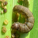 Thumbnail of Fall armyworm