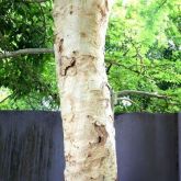 Yellow fever tree bark