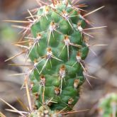Jumping cholla cladode