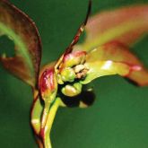 Thickened leaflets on new rose gum (<em>E. grandis</em>) shoots, caused by Blair's gall midge