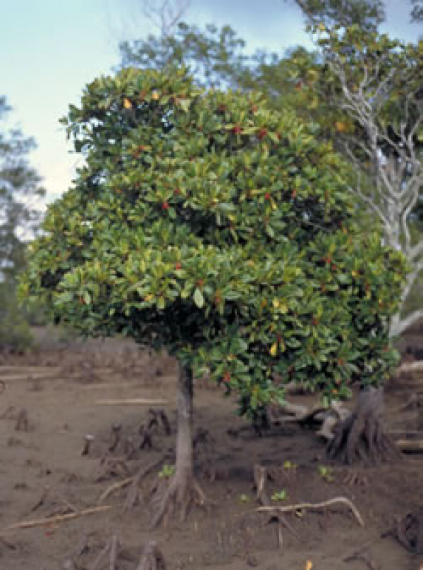 Orange mangrove tree