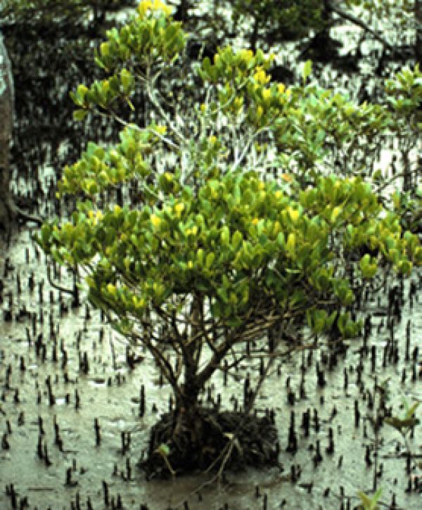 Yellow mangrove