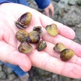 Hand holding multiple freshwater gold clams showing colour, shape and size