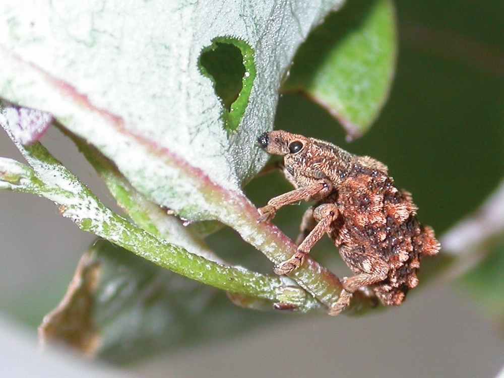 Adult <em>Oxyops</em> species feeding on Melaleuca leaves 