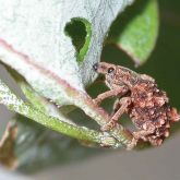 Adult <em>Oxyops</em> species feeding on Melaleuca leaves