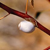 Cup-shaped cocoon of a cup moth (<em>Doratifera</em> on branch