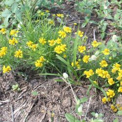 Bitterweed infestation