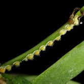South African pit scale on Hoya odetteae